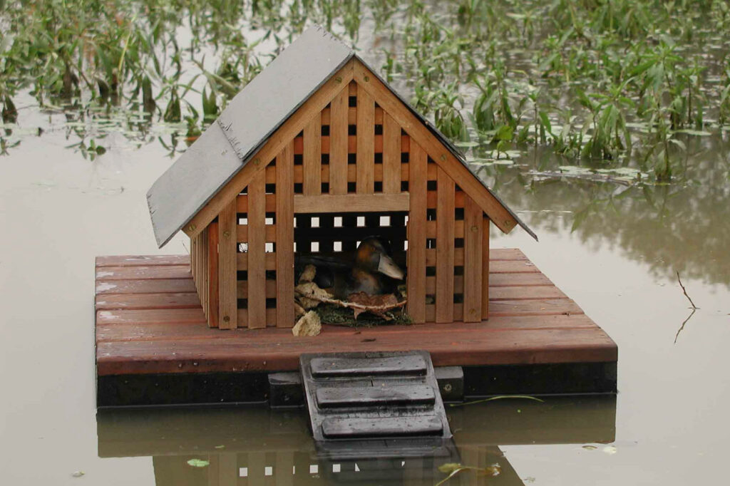 iles aux canards